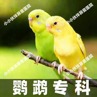 各种鸟类问诊医生资深专业经验会诊生病鹦鹉玄凤大夫在线咨询治疗