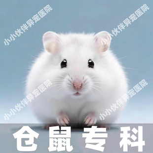 异宠医生线上咨询24小时金丝熊荷兰猪仓鼠医生花枝鼠兔子问诊看病