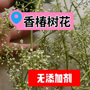 野生老树 新货香椿花 中药材 香椿树花 50克 另售 香椿果 香椿叶