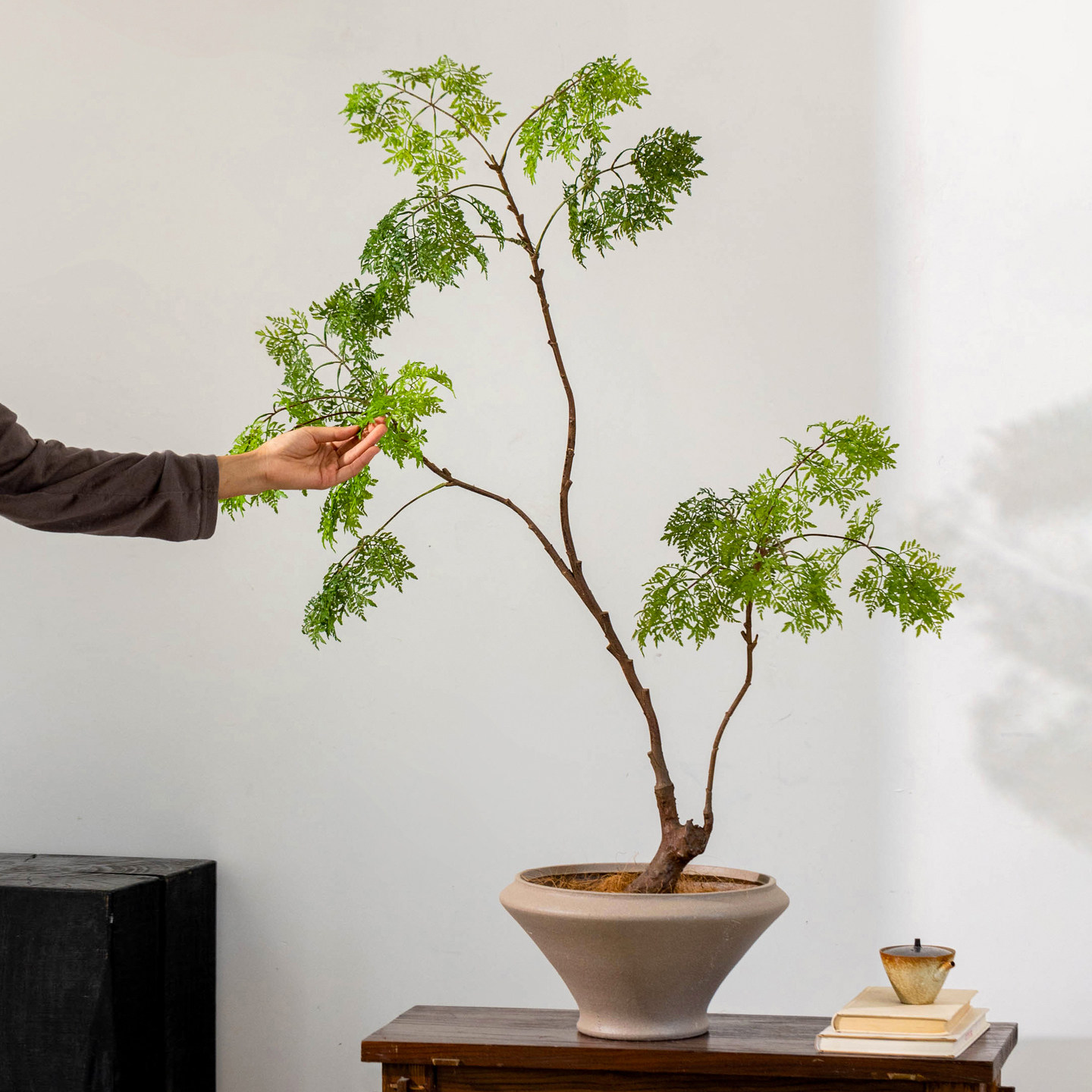 掬涵仿真绿植大型羽叶福绿桐室内盆栽客厅装饰落地植物摆件新中式图片