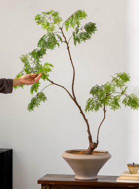掬涵仿真绿植大型羽叶福禄桐室内盆栽客厅装饰落地植物摆件新中式
