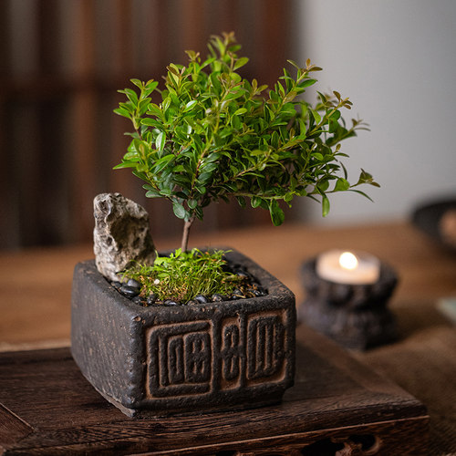 宋代美学迷你小花盆景盆