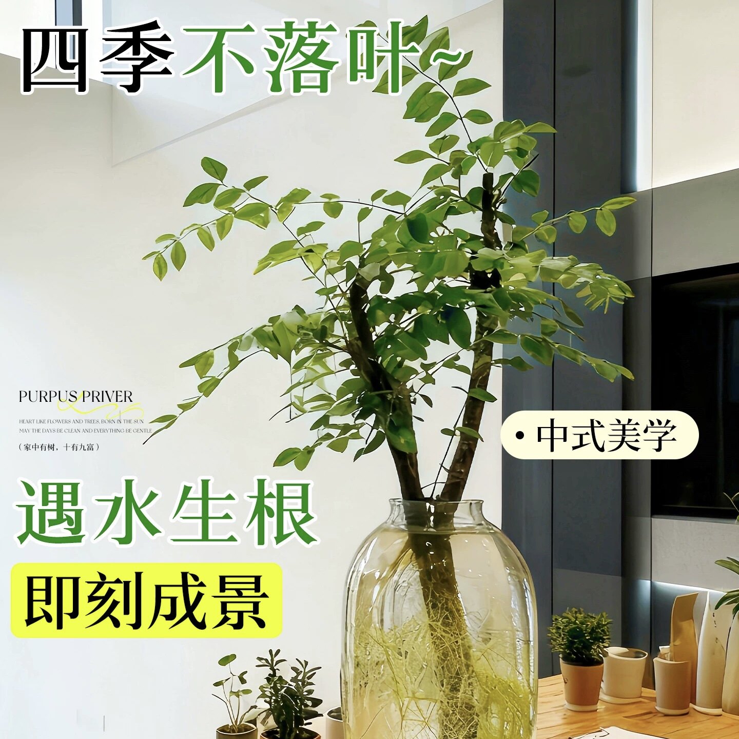 小叶女贞水培植物室内桌面摆件造型绿植新手易养四季常青净化空气