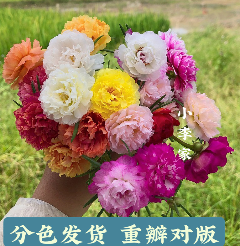 易爆花易养春夏季重瓣太阳花阳台