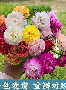 小李家的太阳花重瓣太阳花苗混色多季开花耐热易养（满18包邮)