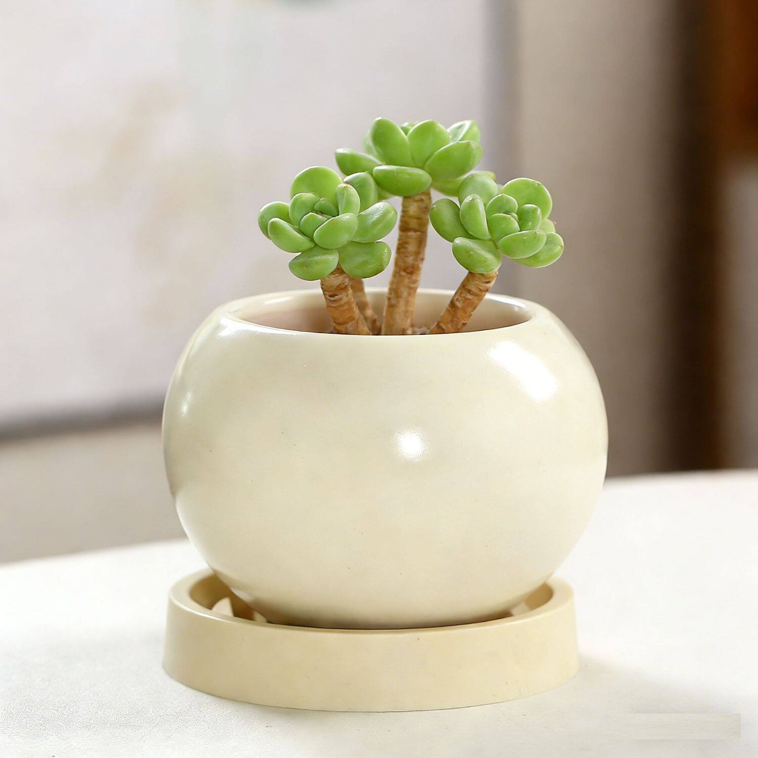 ins奶油风陶瓷花盆蝴蝶兰简约北欧轻奢家用梦香兰多肉绿植盆景盆