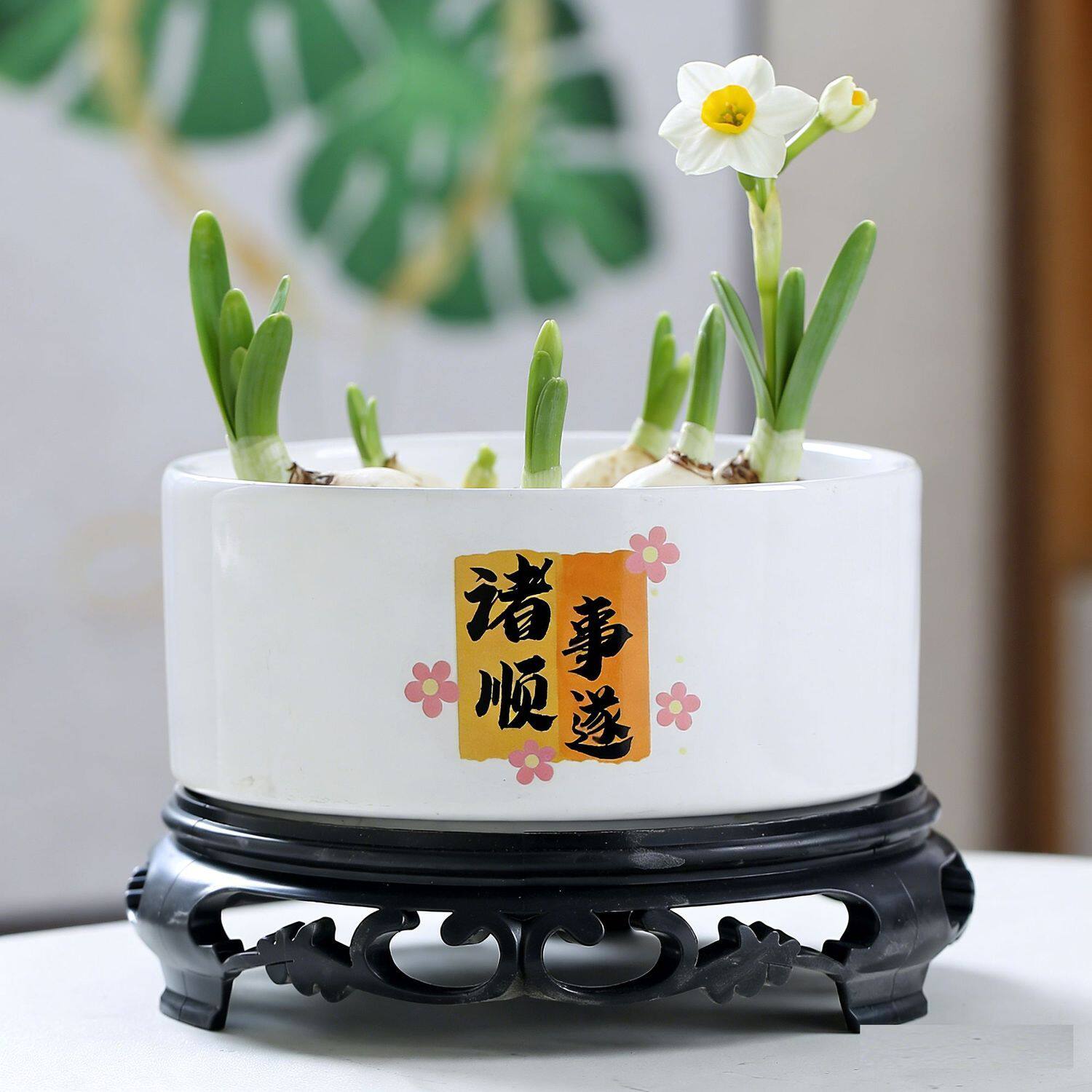 水培花盆陶瓷带托盘中大号金钱草睡莲一叶莲无孔桌面装饰水仙花