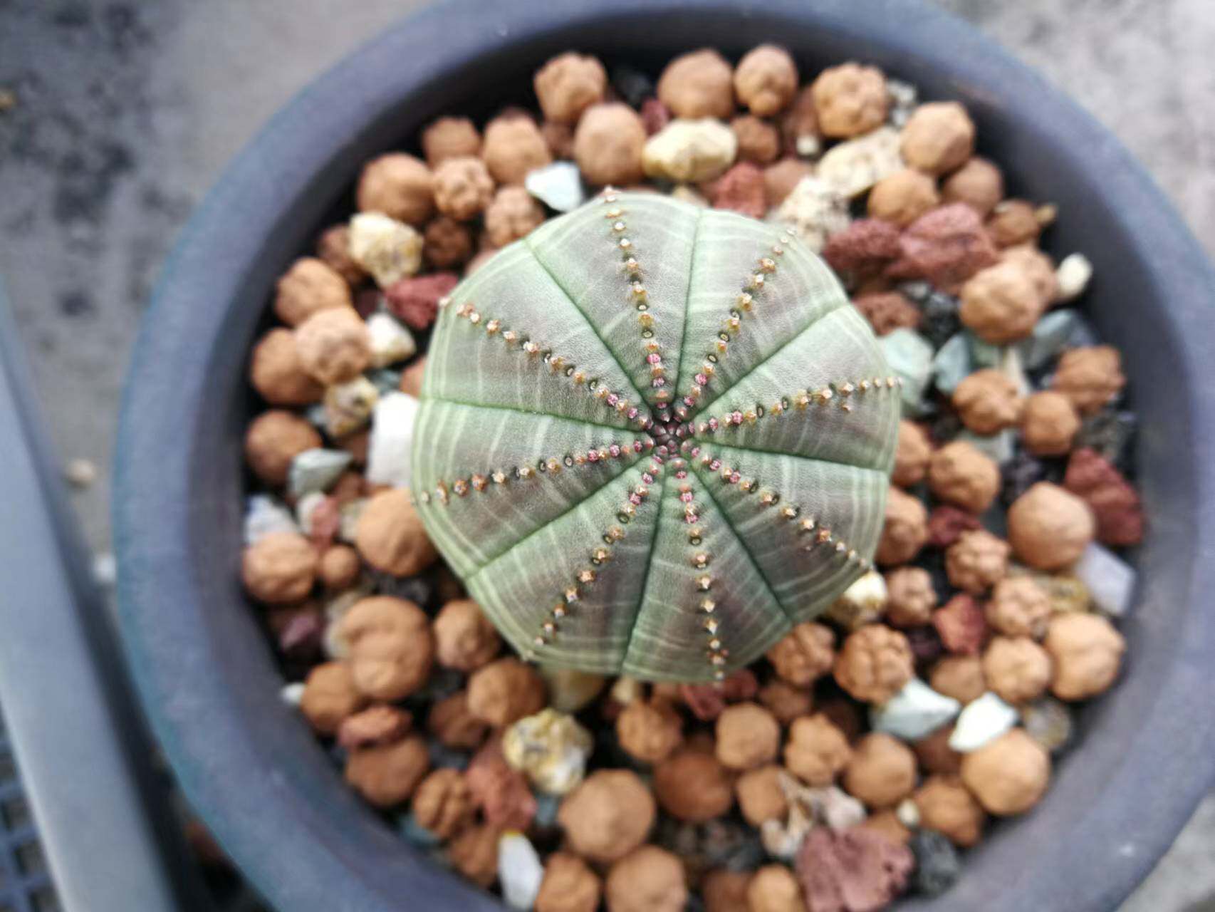 灵魂多肉植物群生景天