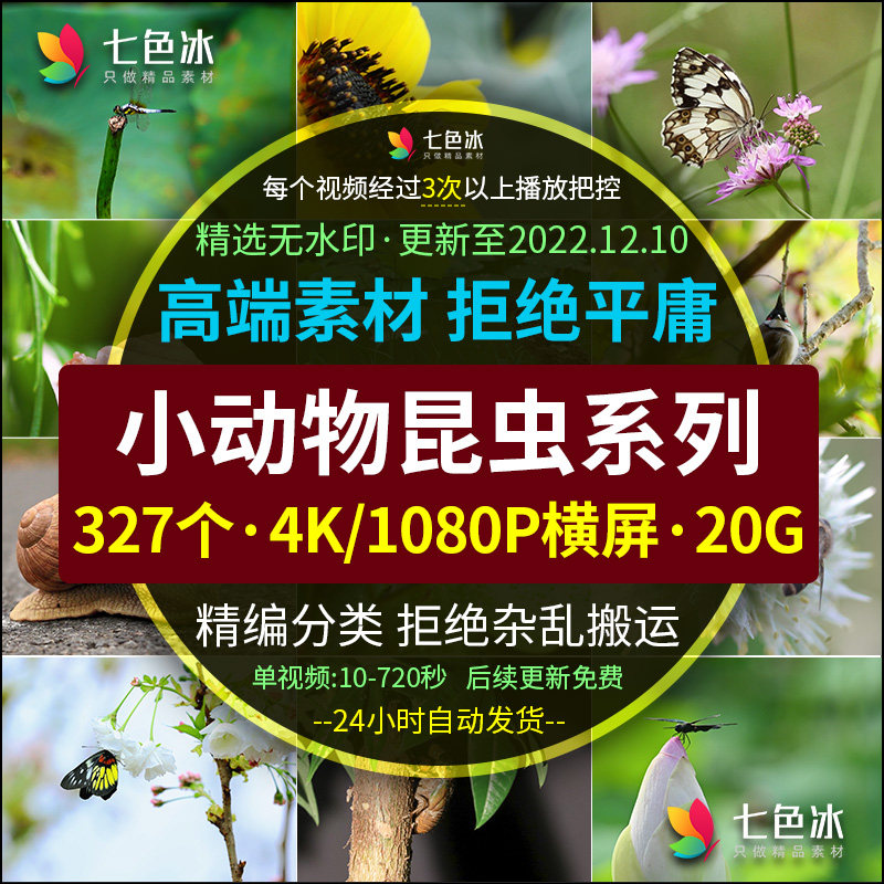 4K超高清小动物特写镜头昆虫蜻蜓蝴蝶鸟蜗牛飞禽走兽近景视频素材
