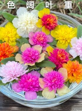 宿根阔叶太阳花马齿苋绿化枝条