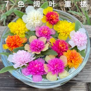 盆栽宿根阔叶重楼太阳花苗死不了马齿苋枝条多年生花卉带花苞发货