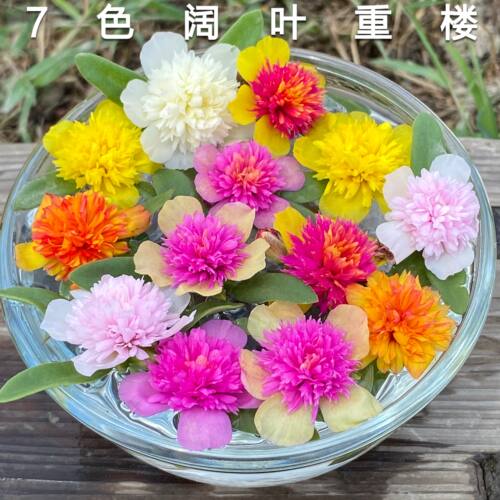 宿根阔叶太阳花马齿苋绿化枝条