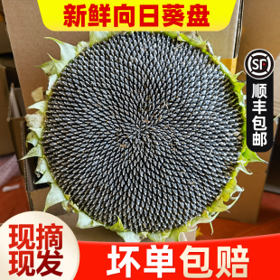 2026年新鲜葵花盘带籽向日葵盘湿葵花子葵花头原味生瓜子现货食用