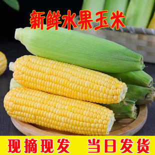 水果甜玉米10斤新鲜现摘带皮粘糯玉米棒子老黄苞谷米生吃蔬菜包邮