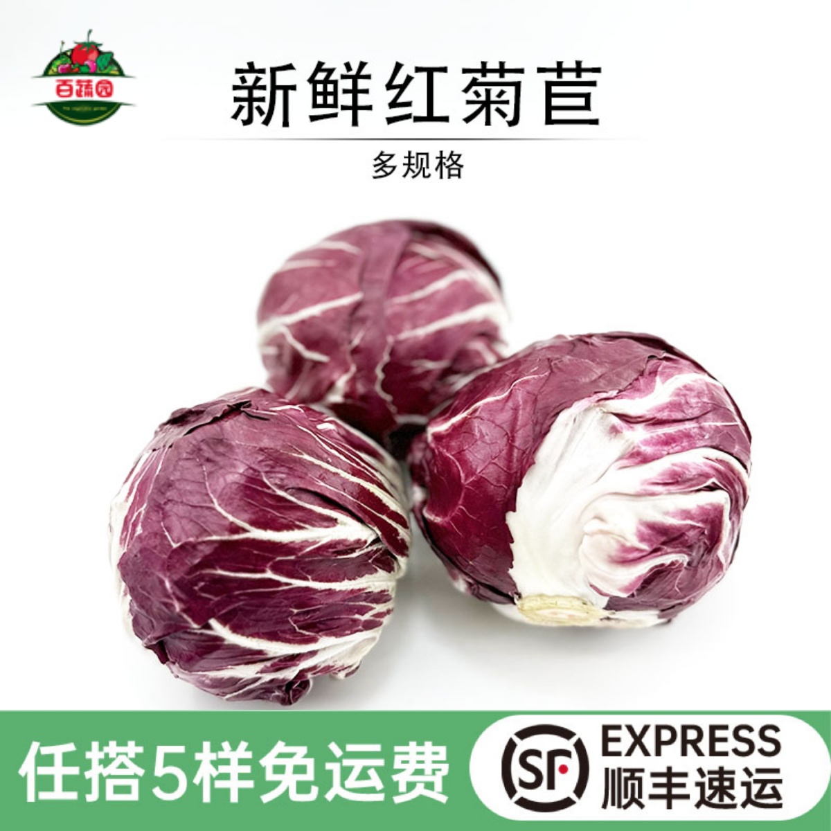 沙拉食材新鲜红菊苣红杂落地球菜