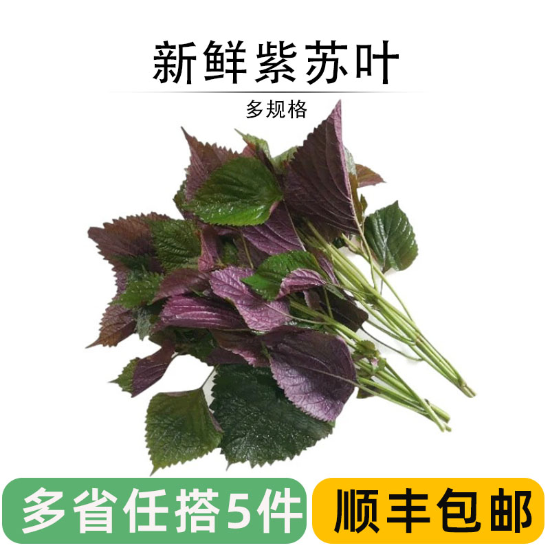 海鲜香料蔬菜增香去腥新鲜紫苏叶