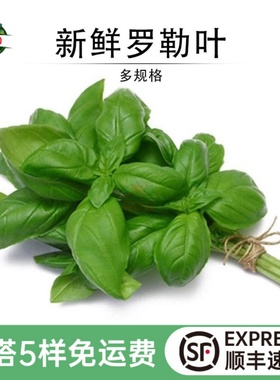 新鲜罗勒叶披萨草青酱制作食材西餐摆盘食用香料菜甜罗勒非九层塔