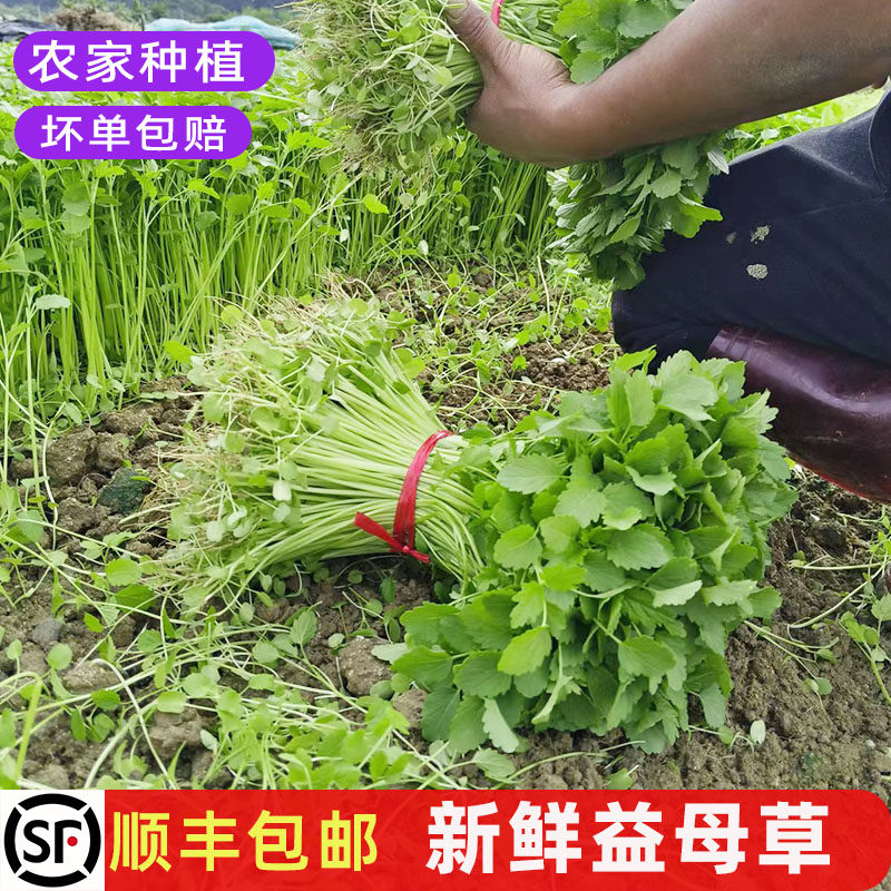 新鲜益母草农家种植食用上汤蔬菜
