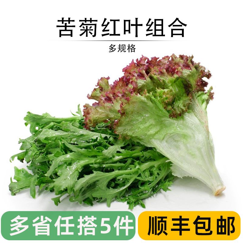 新鲜苦菊红叶生菜组合健身轻食菜