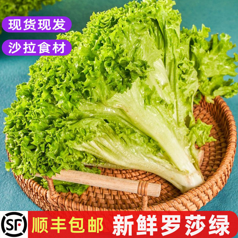 新鲜罗莎绿即食沙拉西餐食材包邮