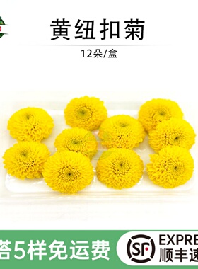 新鲜黄色纽扣菊小黄菊花朵彩菊日料烘培酒店西餐摆盘装饰点缀12朵