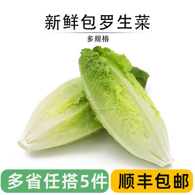 西餐沙拉菜食材新鲜包心罗马生菜