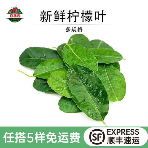 新鲜国产去腥味泡茶少量柠檬叶