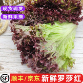 包邮 清洗即食沙拉轻食蔬菜西餐食材 罗莎红紫夜生菜 新鲜红叶生菜