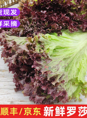 新鲜红叶生菜 罗莎红紫夜生菜 清洗即食沙拉轻食蔬菜西餐食材包邮