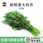 欧芹新鲜意大利芹 饰 平叶番茜西餐法国香菜香料食材沙拉菜摆盘装