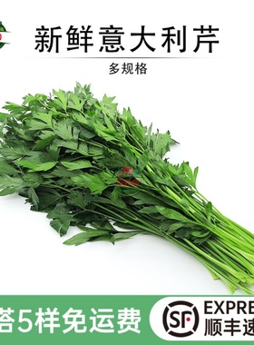 欧芹新鲜意大利芹 平叶番茜西餐法国香菜香料食材沙拉菜摆盘装饰