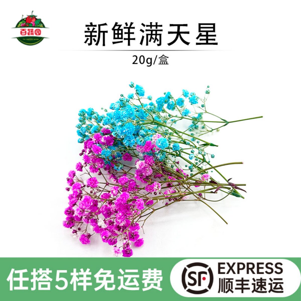 新鲜满天星西餐摆盘日料装饰点缀