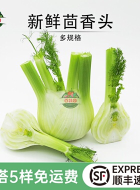 新鲜茴香头 茴香根茴香球茎 味浓西餐酒店沙拉菜料理香料食材蔬菜