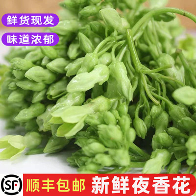 新鲜夜香花特色蔬菜西餐食材包邮