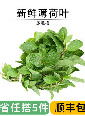 新鲜薄荷叶留兰香食用泡水装饰烘培调酒水吧专用蔬菜增香调味食材