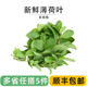 新鲜薄荷叶留兰香食用泡水装 饰烘培调酒水吧专用蔬菜增香调味食材
