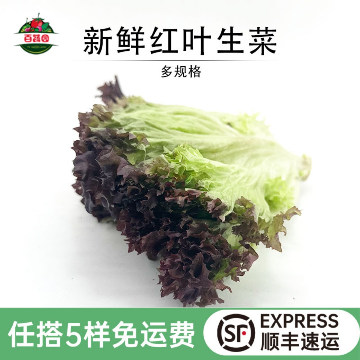 罗莎红叶生菜新鲜沙拉菜西餐食材