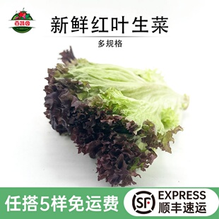 新鲜红叶生菜 罗莎红紫叶生菜 清洗即食沙拉蔬菜烤肉西餐轻食食材