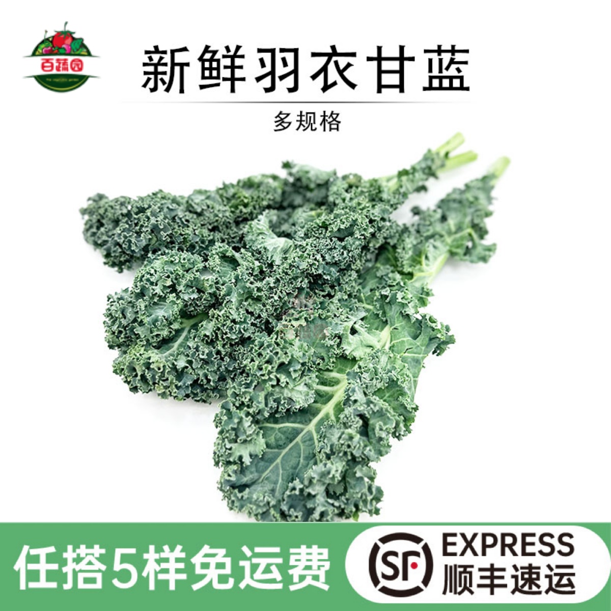 新鲜羽衣甘蓝食用纤体榨汁蔬菜