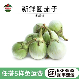 泰式品种大圆茄新鲜脆茄绿咖喱茄子配料东南亚餐厅泰国菜食材配菜