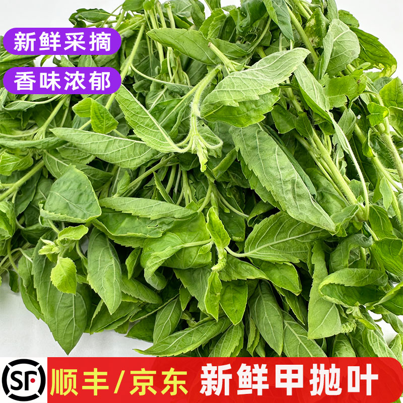新鲜甲抛叶打抛香料菜KrPad包邮