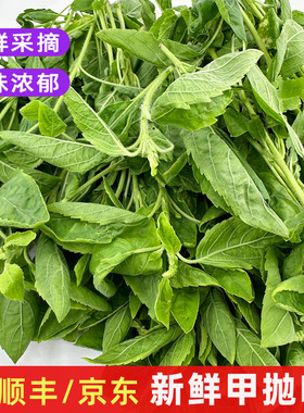 新鲜甲抛叶泰国越南菜配料现摘打抛叶嘎泡叶打抛饭香料菜商用包邮