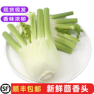 新鲜茴香头球味浓茴香根酒店餐厅食材沙拉菜炒食凉拌农家蔬菜包邮