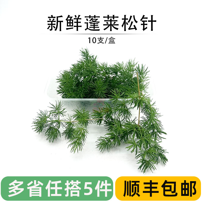 摆盘装饰花草10支新鲜蓬莱松针