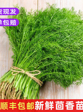 新鲜茴香菜包子馅料食材特色蔬菜