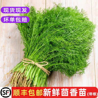 新鲜茴香菜包子馅料食材特色蔬菜