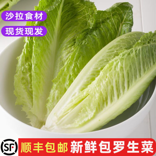 新鲜包心罗马生菜西餐沙拉菜包邮