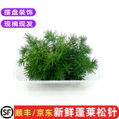 包邮 新鲜蓬莱松针松树针叶酒店西餐蛋糕烘培圣诞摆盘装 饰花草10支