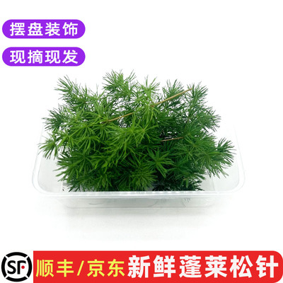 新鲜蓬莱松针烘培圣诞摆盘装饰草