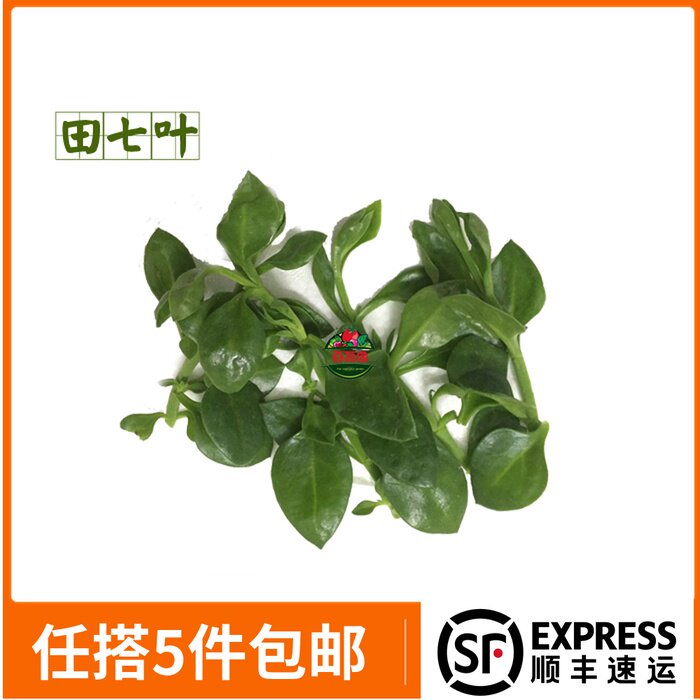 新鲜田七叶三七叶苗农家野菜山漆西餐厅特色菜食材煲汤上汤菜500g